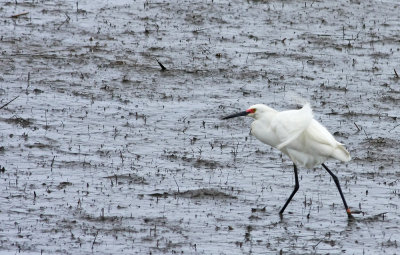 Snowy Egret