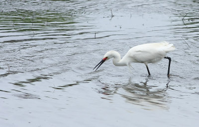 Snowy Egret