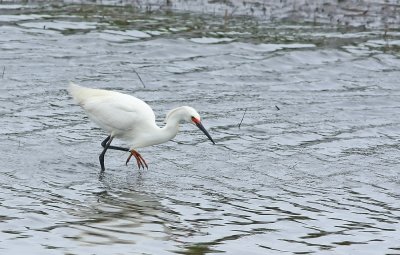 Snowy Egret