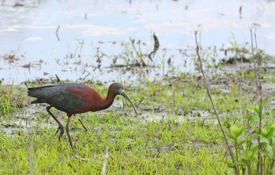 Glossy Ibis