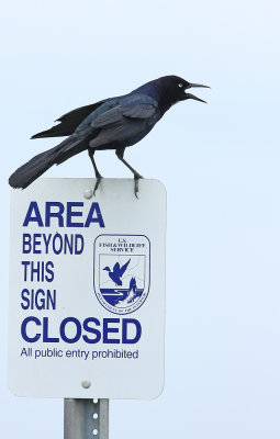 Boat-tailed Grackle