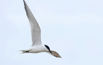 Gull-billed Tern