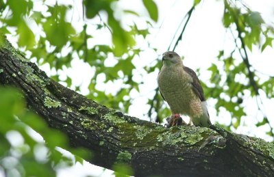 Cooper's Hawk