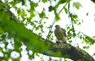 Cooper's Hawk