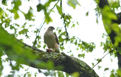 Cooper's Hawk