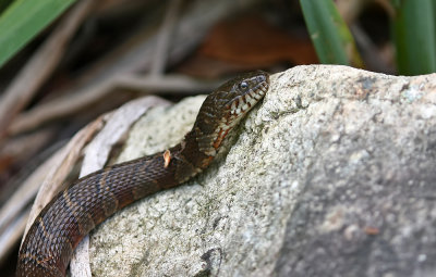 Little Northern Water Snake