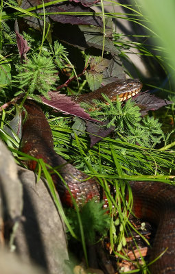 And a BIG Northern Water Snake!