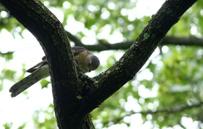 Cooper's Hawk