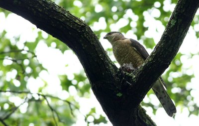IMG_5208.jpg