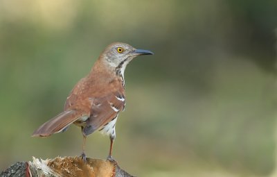 Brown Thrasher