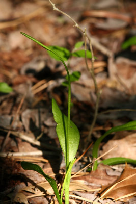 Ophioglossum pusillum- Northern Adder's Tongue