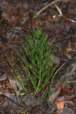 Equisetum arvense (Field Horsetail)