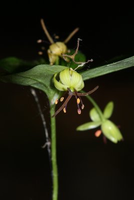 Indian Cucumber Root (Medeola virginiana)