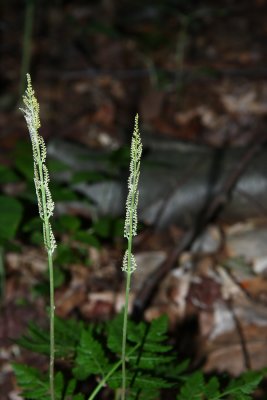 Rattlesnake Fern (Botrychium virginianum)