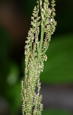 Rattlesnake Fern (Botrychium virginianum)