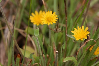 Dwarf Dandelion (Krigia virginica)