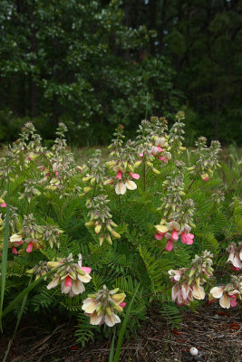 Goat's Rue (Tephrosia virginiana)