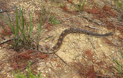 Pine Snake