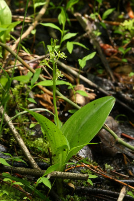 Fen Orchis or Loesel's Twayblade (Liparis loeselii)