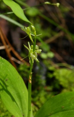 Fen Orchis or Loesel's Twayblade (Liparis loeselii)