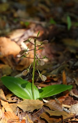 Lily-leaved Twayblade (Liparis liliifolia)