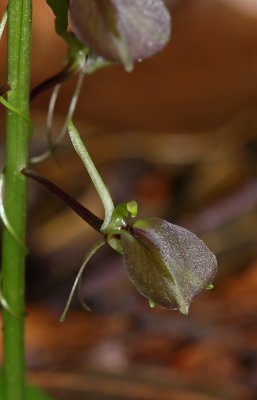 Lily-leaved Twayblade (Liparis liliifolia)