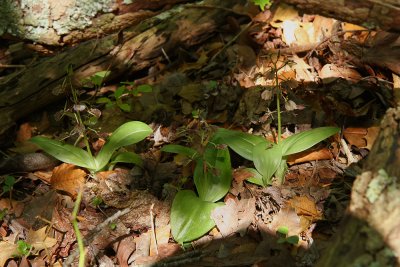 Lily-leaved Twayblades (Liparis liliifolia)