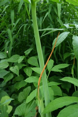 Green Dragon (Arisaema dracontium)