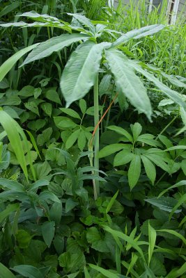 Green Dragon (Arisaema dracontium)
