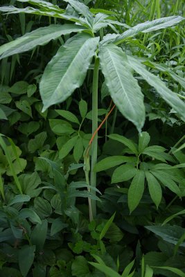 Green Dragon (Arisaema dracontium)
