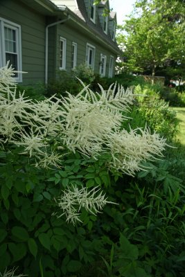 Goat's Beard (Aruncus dioicus)