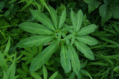 Green Dragon (Arisaema dracontium)