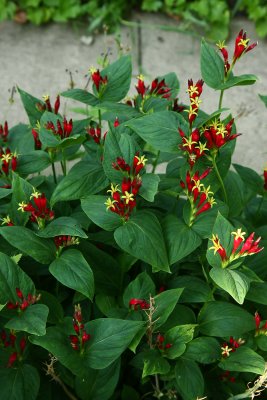 Indian Pink (Spigelia marilandica)