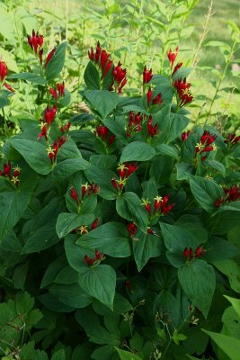 Indian Pink (Spigelia marilandica)