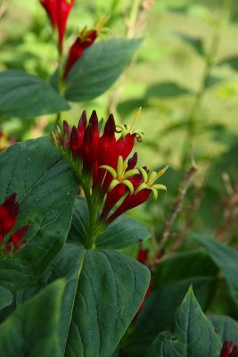 Indian Pink (Spigelia marilandica)
