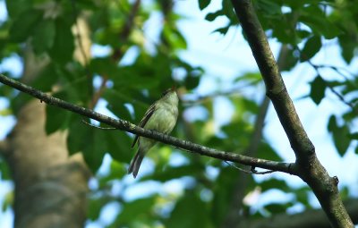 Acadian Flycatcher