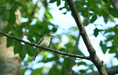 Acadian Flycatcher