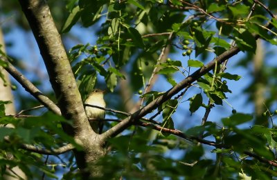 Acadian Flycatcher