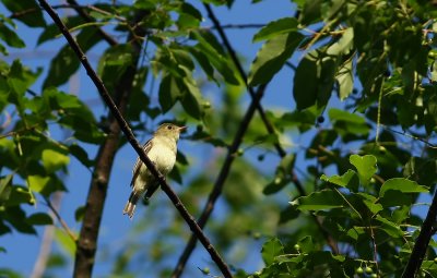Acadian Flycatcher