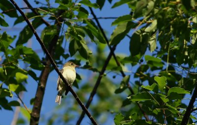 Acadian Flycatcher