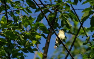 Acadian Flycatcher