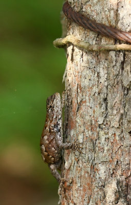 Northern Fence Lizard