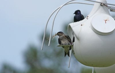 Purple Martins