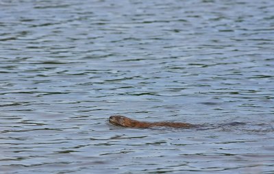 Muskrat