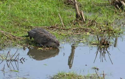 Muskrat