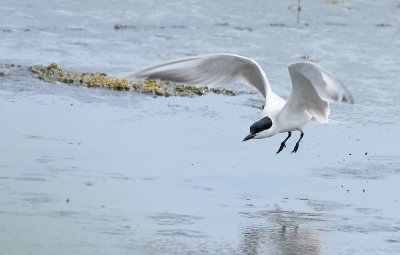 Gull-billed Tern