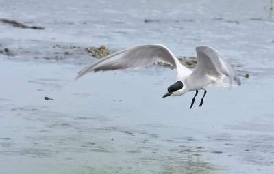 Gull-billed Tern