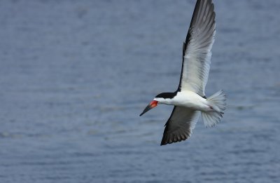 Black Skimmer