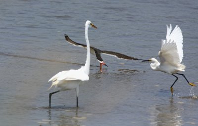 Outta my way!