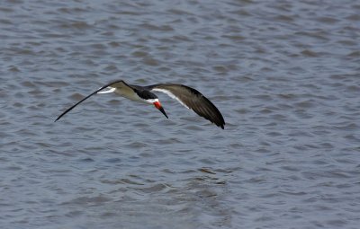Black Skimmer